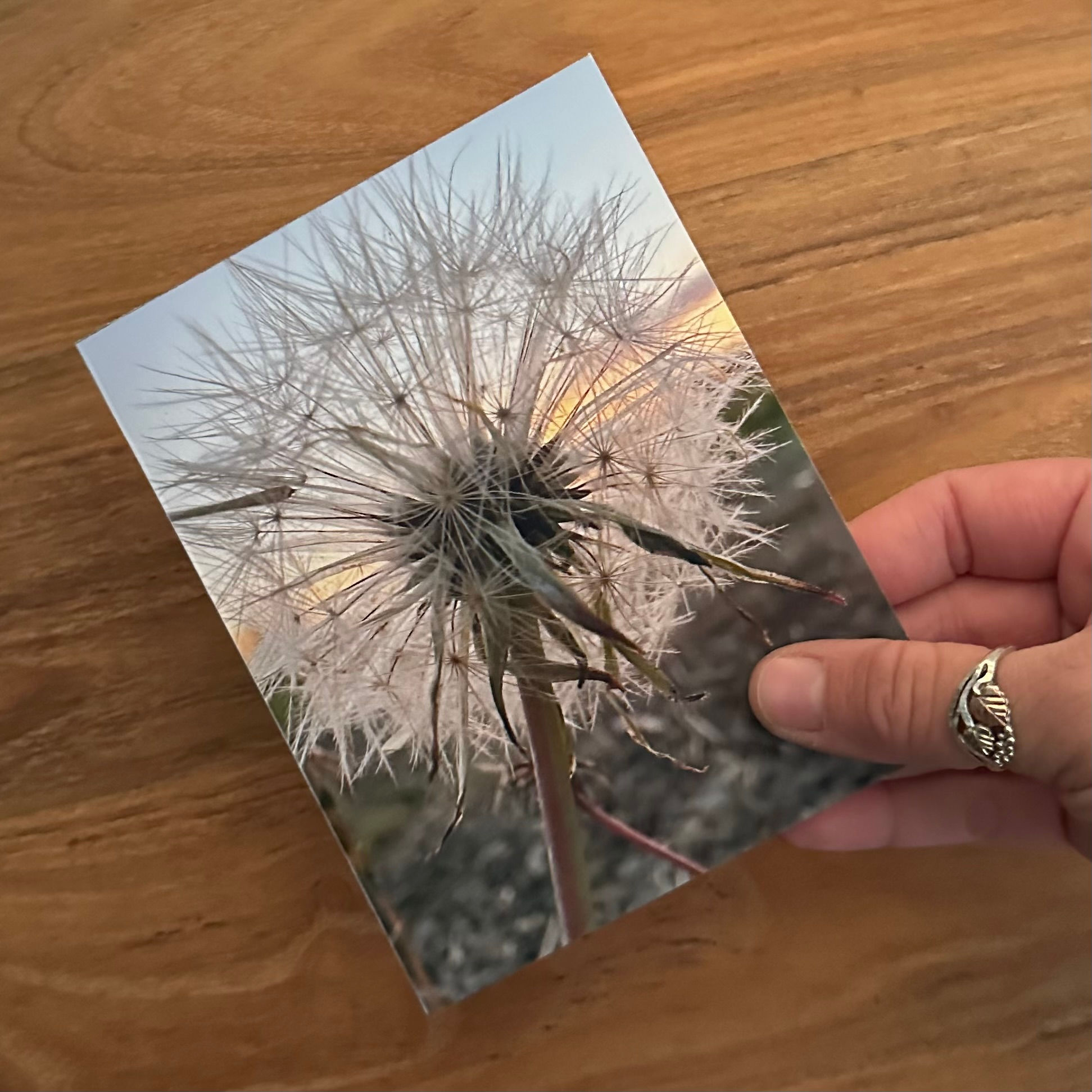 Dandelion Sunset
