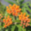 Asclepias Tuberosa