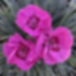 Dianthus American Pie Bumbleberry Pie