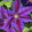 Clematis Wildfire