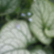 Brunnera Jack Frost