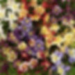 Aquilegia Earlybird Mix