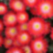 Delosperma Jewel Of DesertGrenade
