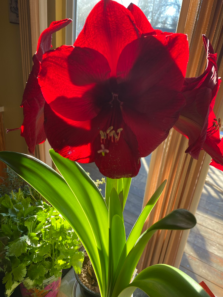 What to Do with Amaryllis After It Blooms