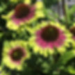 Echinacea Sweet Sandia