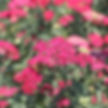 Achillea Paprika