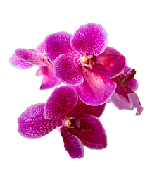 Purple orchid at The Loving Laboratory, Brooklyn, where sensual bodywork and tantric massage sessions take place