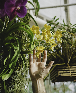 Hand among orchids at The Loving Laboratory, Brooklyn, where sensual bodywork and tantric massage sessions take place