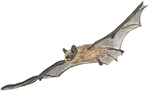 BigBrownBat-noBg.png