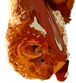 cropped-redBatRoosting.png