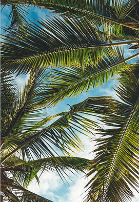 Palm Trees.jpg
