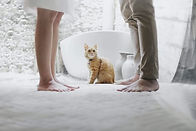 couples therapy and cat