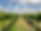 Vermentino.jpg