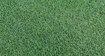 whatisbermudagrass.webp