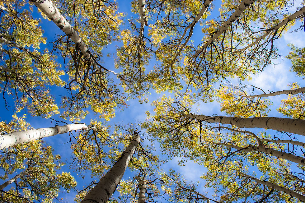 Fall LeavesDreamy.jpg