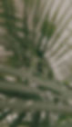 image00004.jpeg