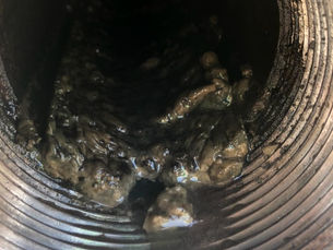 Bacteria Contamination is Impacting your Tanks