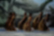 _EFF8397_edited.jpg