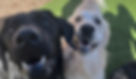Happy black dog and golden retriever close to camera