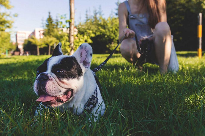 dog-on-leash-1024x681.jpeg