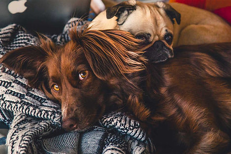 snuggles.jpeg