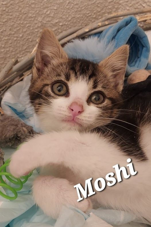 Moshi (Pin Up) 17 novembre