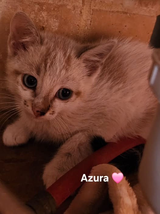 Azura 16 juin