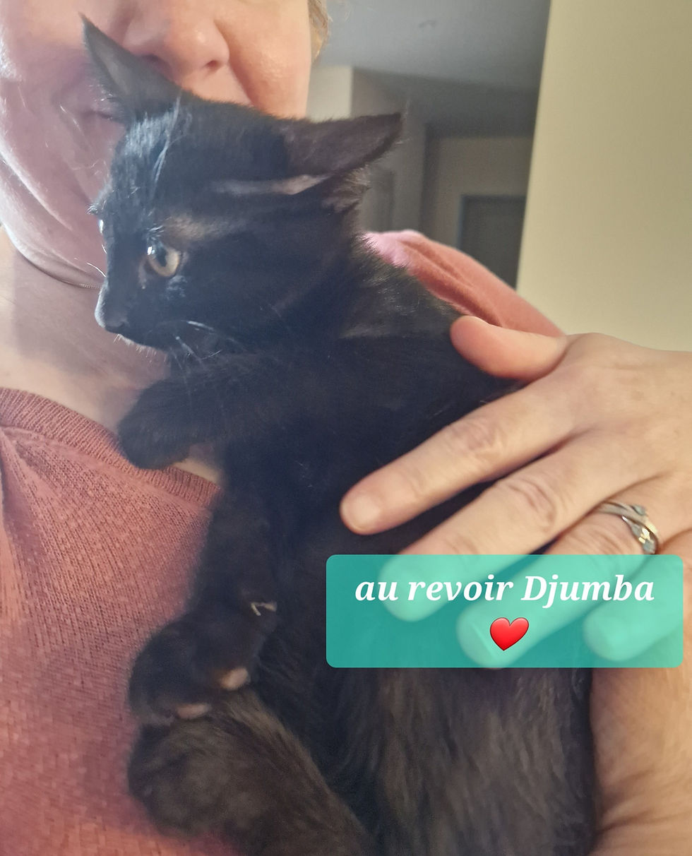 Djumba 15 novembre