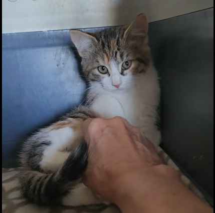 Athena 12 juin
