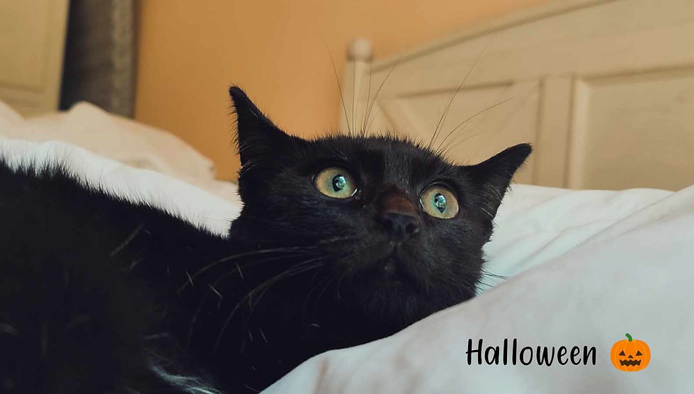 Halloween 1er décembre