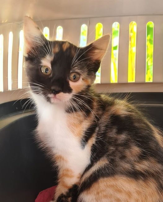 Maya (Arya) 4 octobre