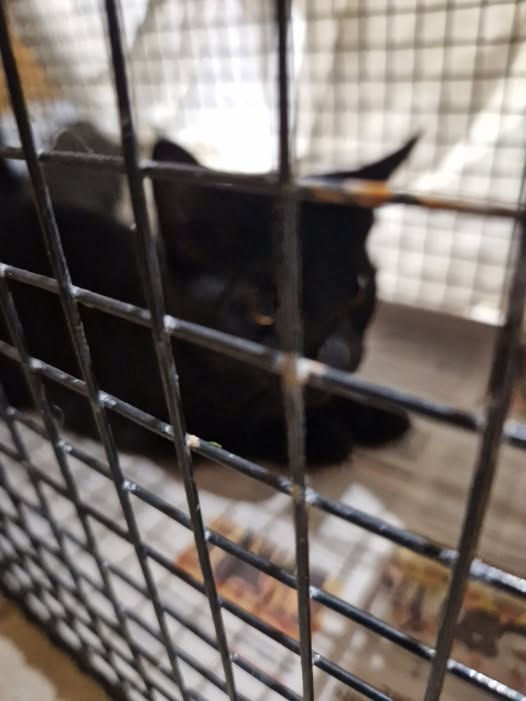 Piccolo 19 septembre