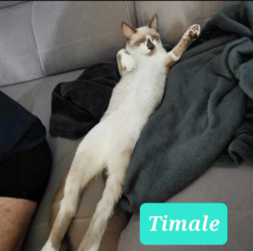 Timale 19 septembre