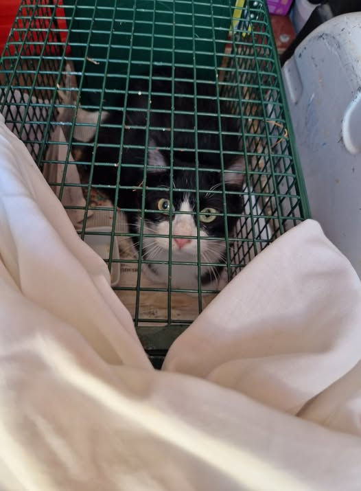 Don juan 16 septembre