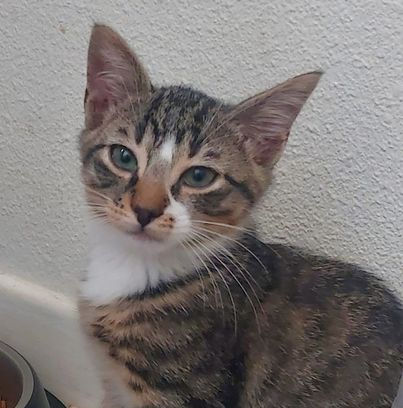 Boudchat (Brillant) 13 août