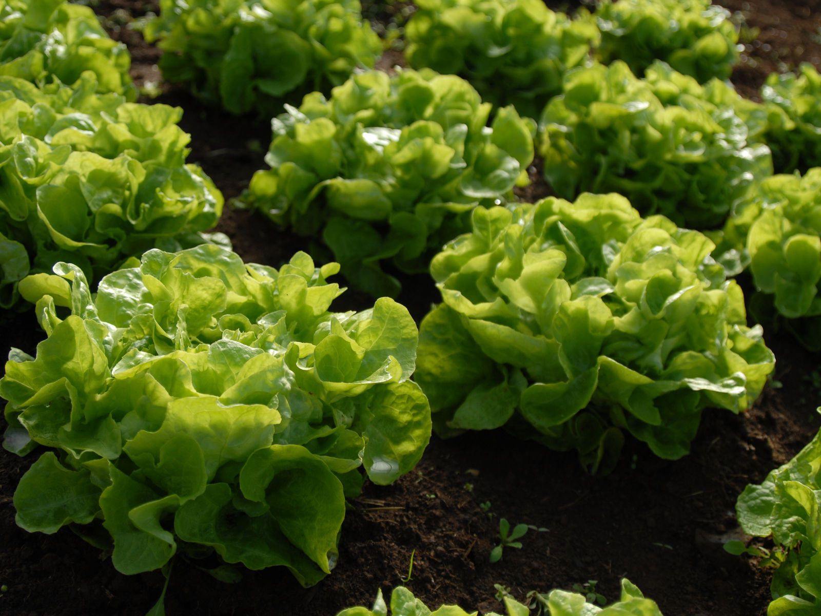 Food Waves/Converging Creeks Farm photo 1