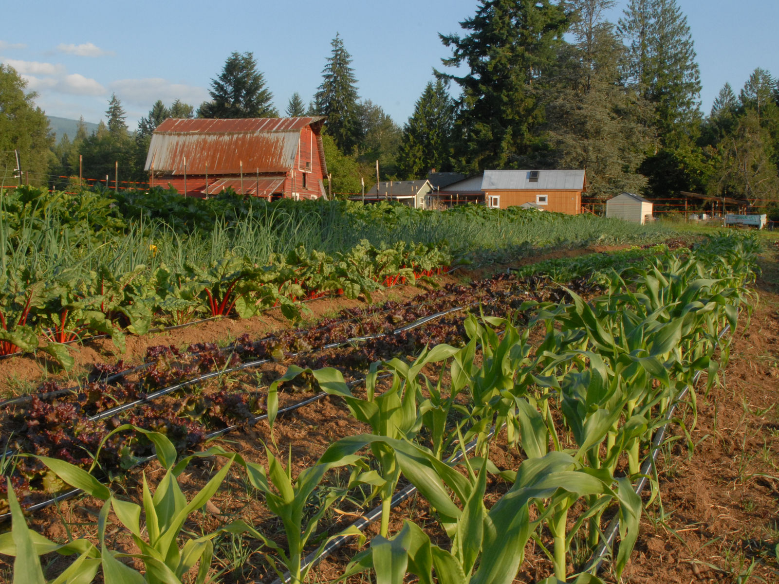 Food Waves/Converging Creeks Farm photo 7