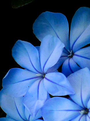 blue-phlox-photo_edited.png