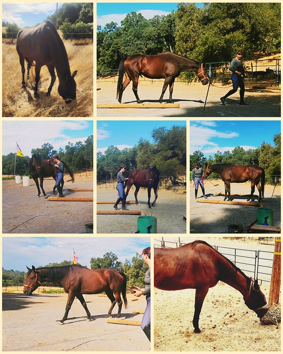 Foraging, soft movement, and healthy mobility are several ways to help your horse feel good in their mind and body.
