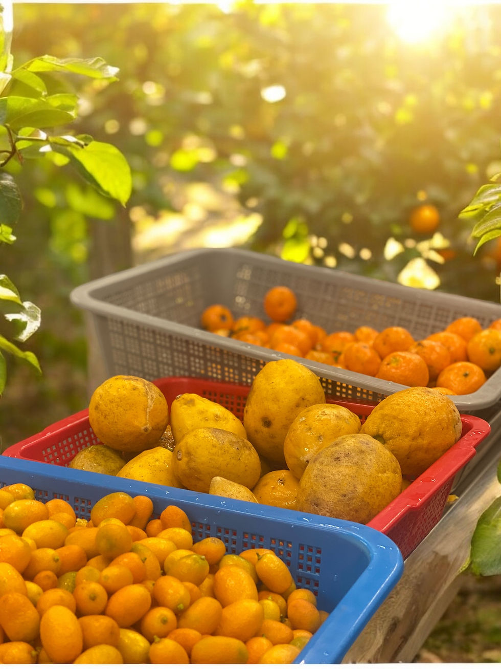 Thumbnail: Tangerine Tango (marmalade)