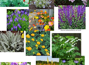 Plant photo olson copy.jpg