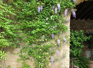 Wisteria at the Alhambra.jpg