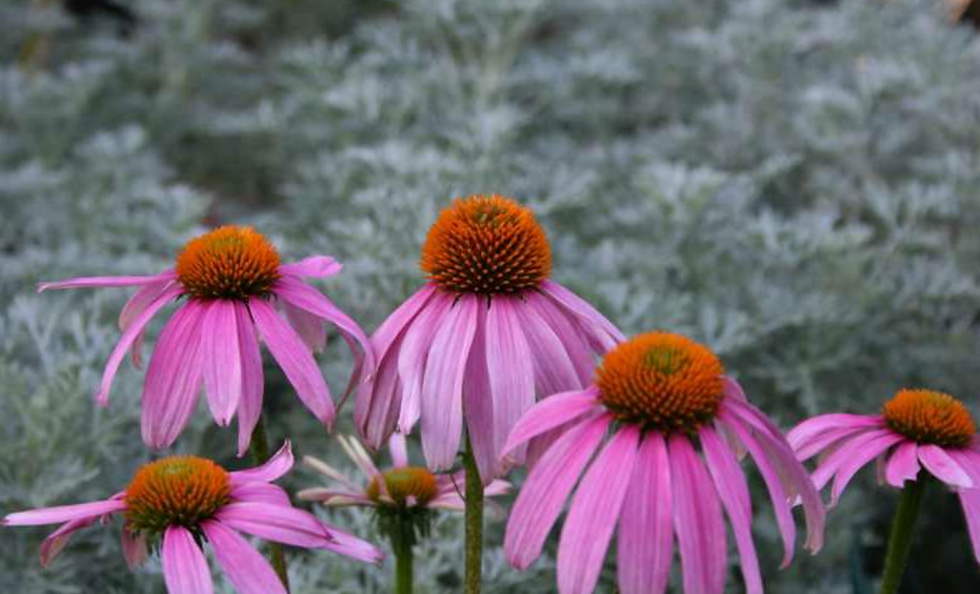 Echinacea purpurea, Coneflower