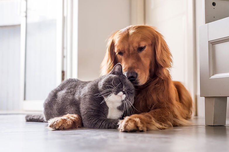 Hero-Dog-Cat-Friends.jpg