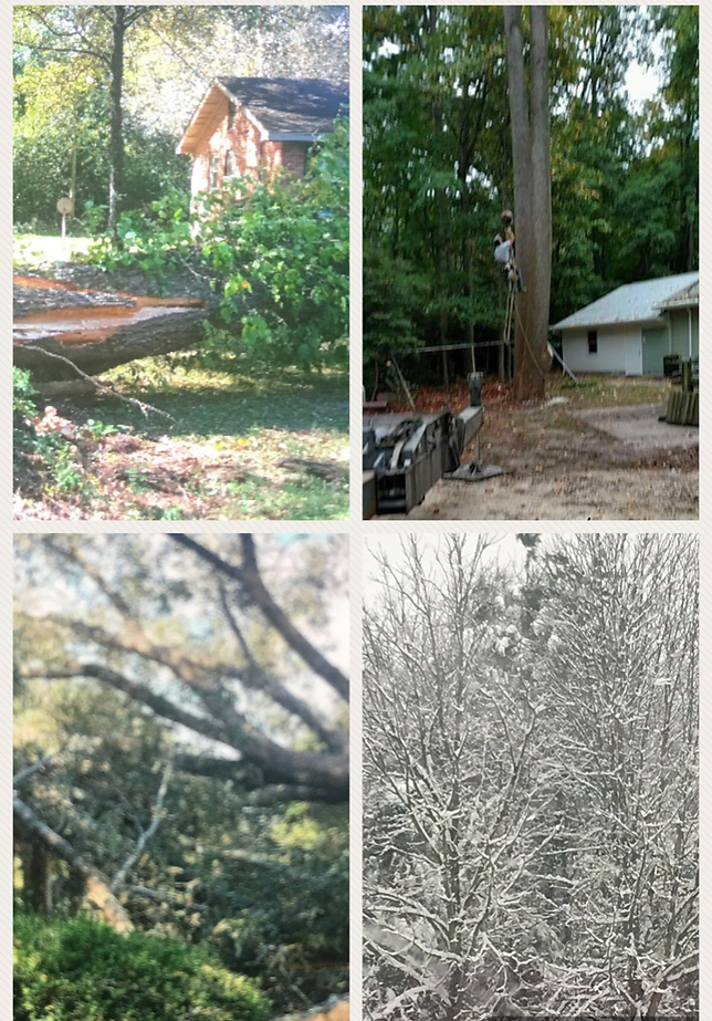collage (1).png