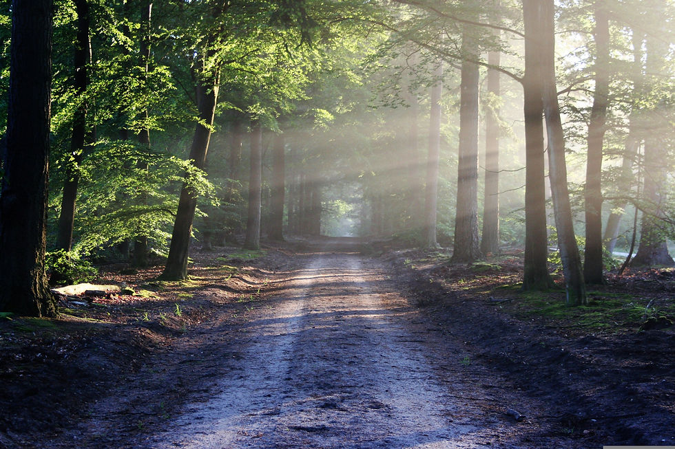 bertvthul-avenue-815297.jpg