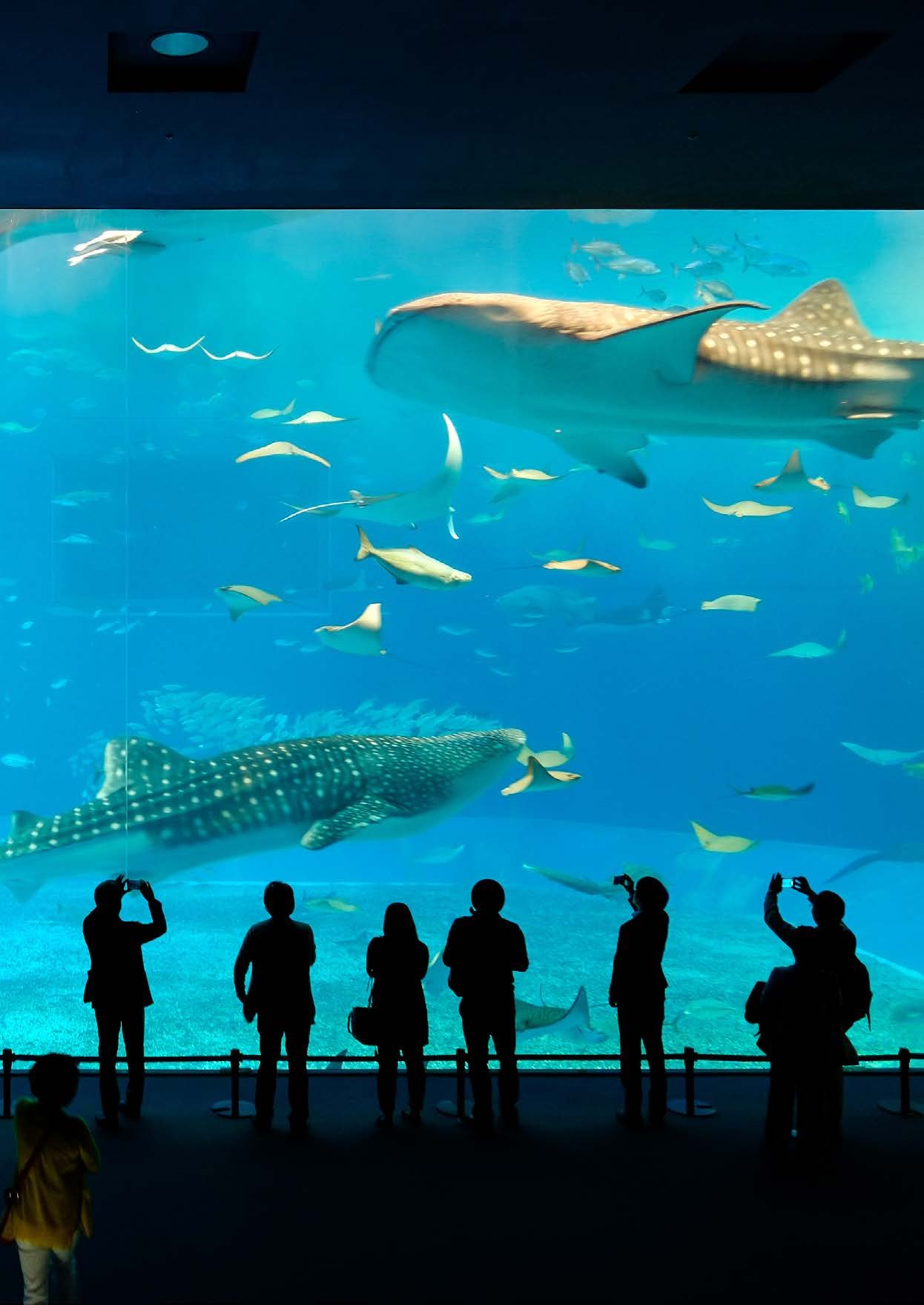 A whale shark and rays swimming past visitors at an aquarium