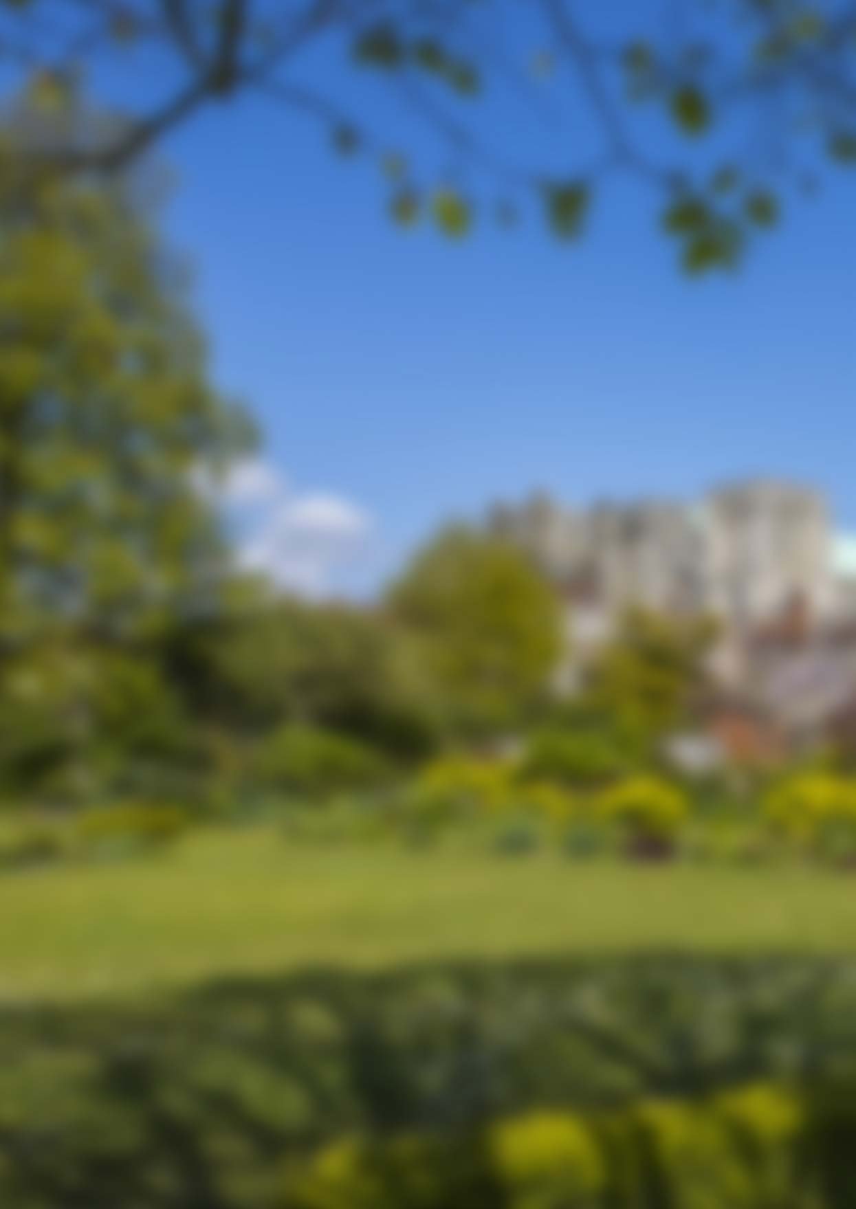 A sunny park, softly out of focus