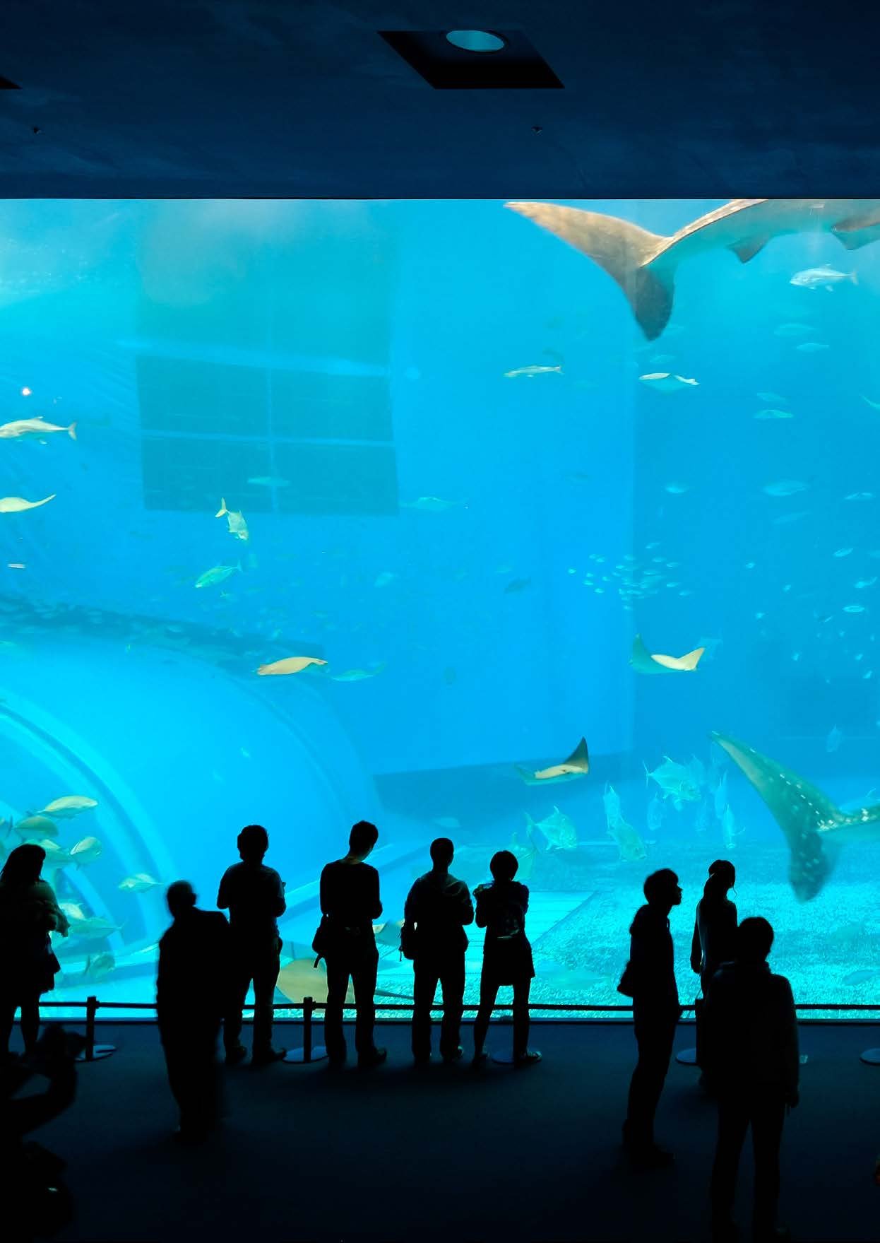 Silhouetted visitors in front of a giant aquarium window