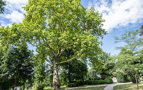 Platane mit grünen Blättern auf einer Wiese, entlang eines Kieswegs 
